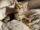  A donner, magnifiques chatons savannah 