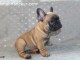 Chiot type Bouledogue français Femelle à donner