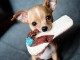 chihuahua a donné contre bon soin