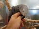 Gris du gabon a donné