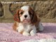 Adorable FEMELLE Cavalier King Charles A DONNER