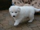 A donner très beau chiot femelle Berger blanc suisse