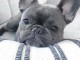 je donne contre soin chiot bouledogue français a un prix cadeaux