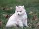 Merveilleux chiots husky siberien pour adoption