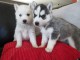 Magnifiques chiots husky femelle et mâle pour famille