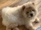 Je donne mes splendides bébés Chow Chow