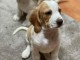 Mignons bébés Beagle à adopter
