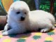 Chiots samoyede  a donner
