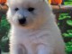Chiots samoyede  a donner