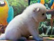 Chiots samoyede  a donner