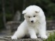 Chiots samoyede  a donner