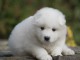 Chiots samoyede  a donner