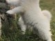 Chiots samoyede  a donner