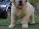 chiots golden retriever  a donner