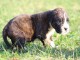 chiot Boxer femelle et mâle a donner