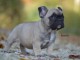 Chiot Bouledogue Français a donner