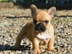 A donné magnifique chiot bouledogue français femelle