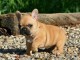 A donné magnifique chiot bouledogue français