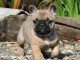 A donner beau chiot bouledogue français