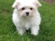 Donner chiot bichon maltais femelle non lof