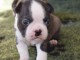 Donne chienne Boston Terrier