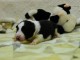  Chiot border colley lof a ceder 