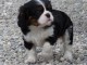 Chiot bouvier bernois  non lof cadeau 
