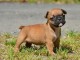 Chiot femelle bouledogue français a donner