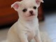 Chiot chihuahua non lof cadeau