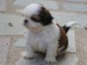 Chiot Femelle Shih Tzu Lof  a donner