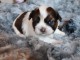 Chiot mâle berger australien a donner