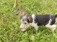 chiot fox terrier a donner