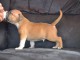 Chiots american staffordshire terrier a donner