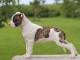 Chiots american staffordshire terrier a donner