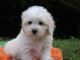 Chiot coton de tulear a donner