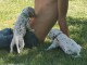 Adorable chiots dalmatien a donner