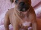 Chiots Staffordshire Bull Terrier a donner