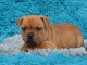 Chiots Staffordshire Bull Terrier a donner