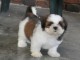 chiot Shih Tzu femelle et mâle a donner