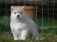 Chiot Siberian Husky a donner