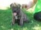 Magnifique chiots bullmastiff a donner