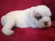 chiot bulldog anglais a donner