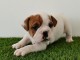 chiot bulldog anglais a donner