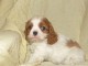 Chiots Cavaliers King Charles a donner