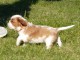 Chiots Cavaliers King Charles a donner