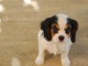 Chiots Cavaliers King Charles a donner