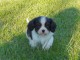 Chiots Cavaliers King Charles a donner