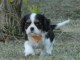 Chiots Cavaliers King Charles a donner