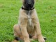 chiot berger malinois a donner