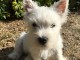 chiot westie a donner